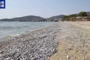 整座城市惡臭逼人！上百噸死魚堵塞希臘港口，這個旅游勝地進入緊急狀態(tài)
