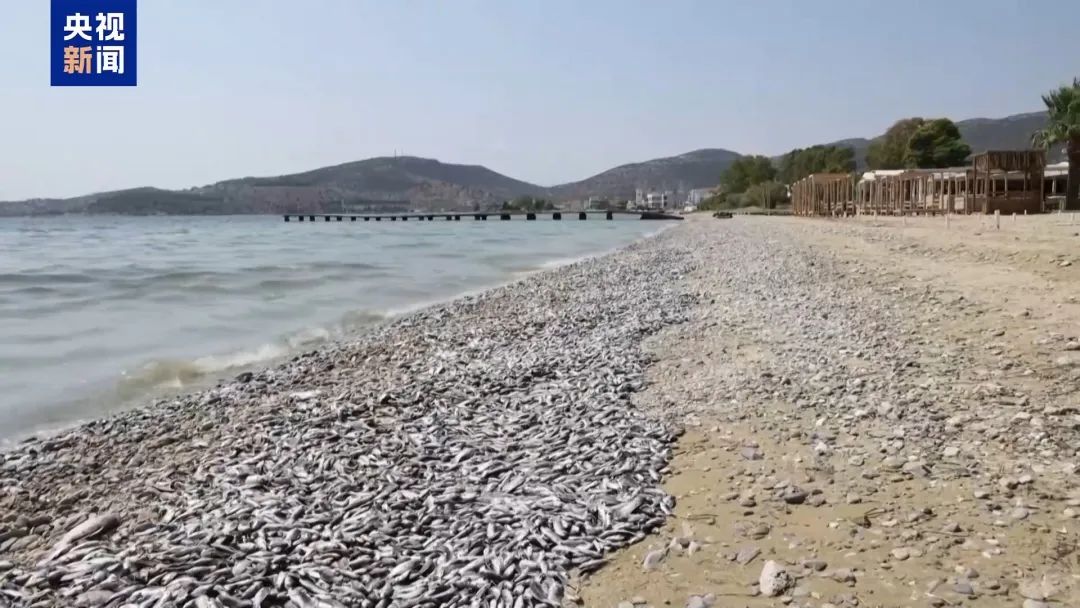 整座城市惡臭逼人！上百噸死魚堵塞希臘港口，這個旅游勝地進入緊急狀態